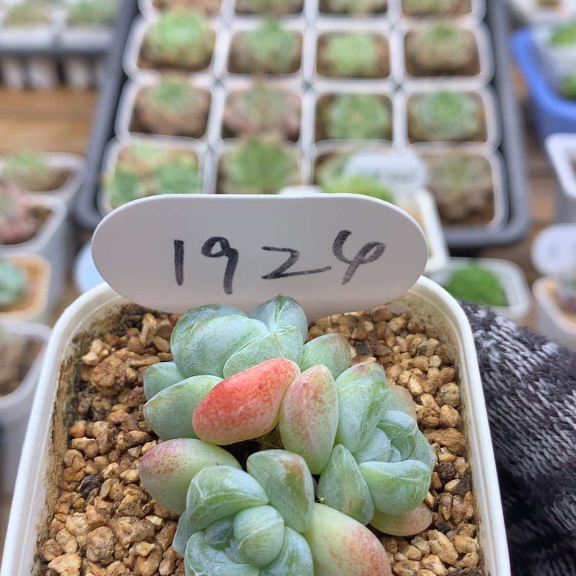 【闪购商品】多肉植物