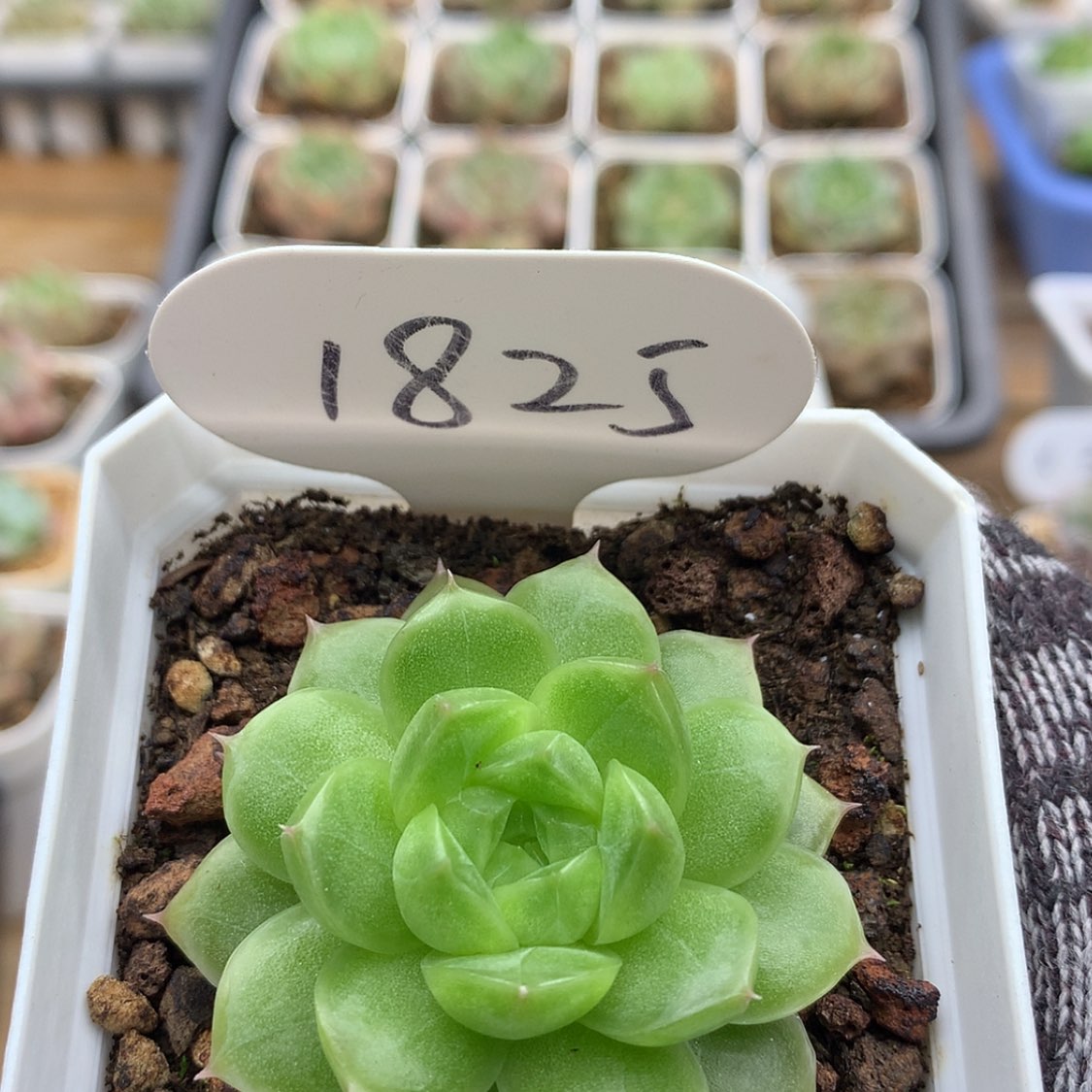 【闪购商品】多肉植物