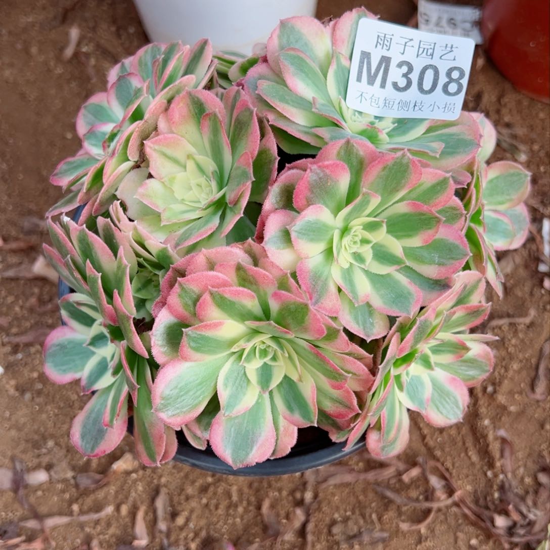 308玉姿雨子20左右