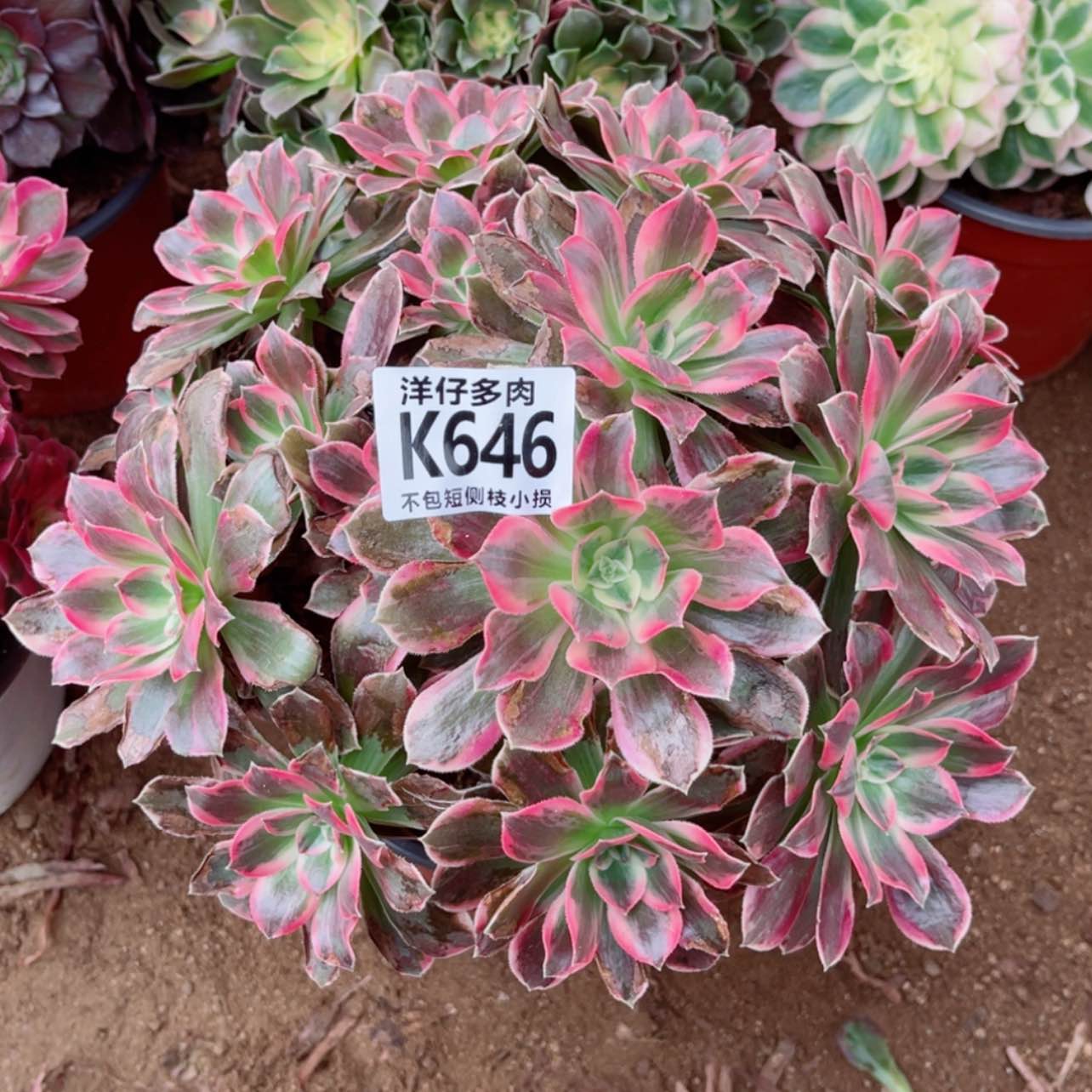 【闪购商品】646浣纱 冠幅20左右