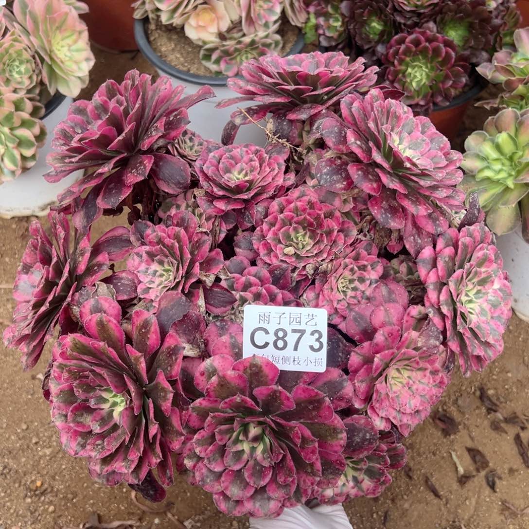 873红彤白雨子多肉法师