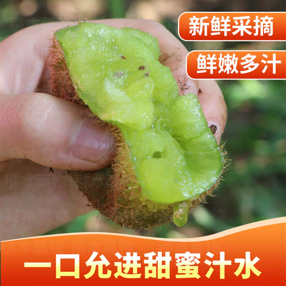 【拍10发15颗】陕西眉县徐香绿心新鲜猕猴桃现采现摘果园直发整箱