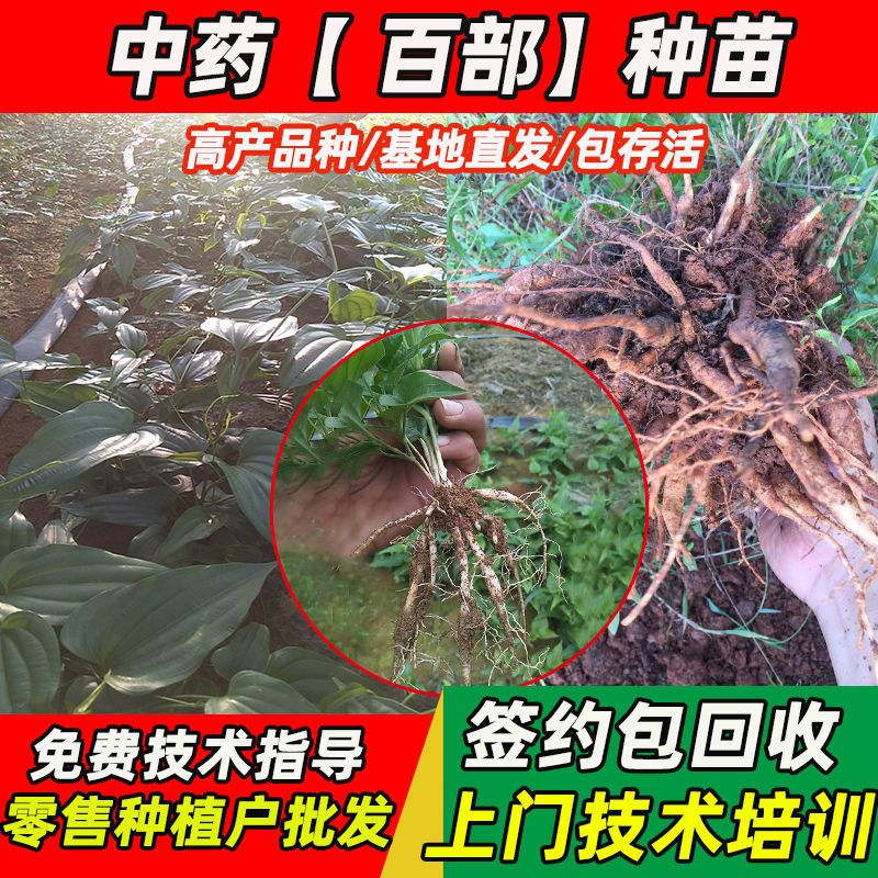 中药材百部种子种苗白花红花包出芽当年苗包带土品种优良品种