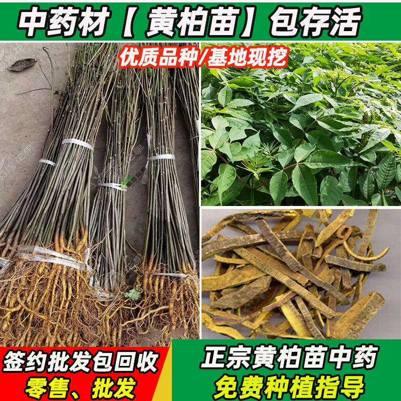 四川黄柏树苗川黄柏苗黄柏中药材剥皮黄柏苗包成活南北方黄柏药材