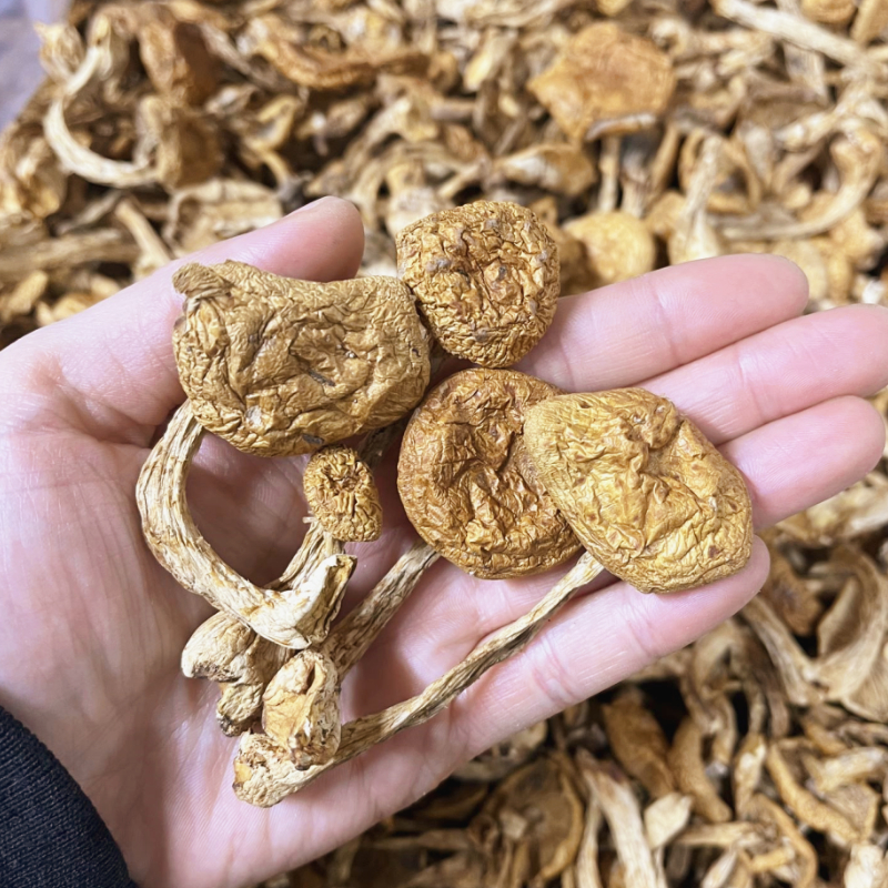 东北滑子蘑干货黄蘑滑子菇小鸡炖蘑菇无根肉厚200g/400g