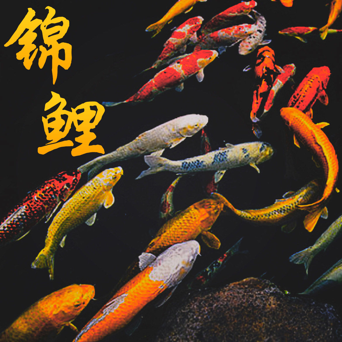 锦鲤观赏鱼大型好养耐活高档纯种淡水冷水直播鱼苗