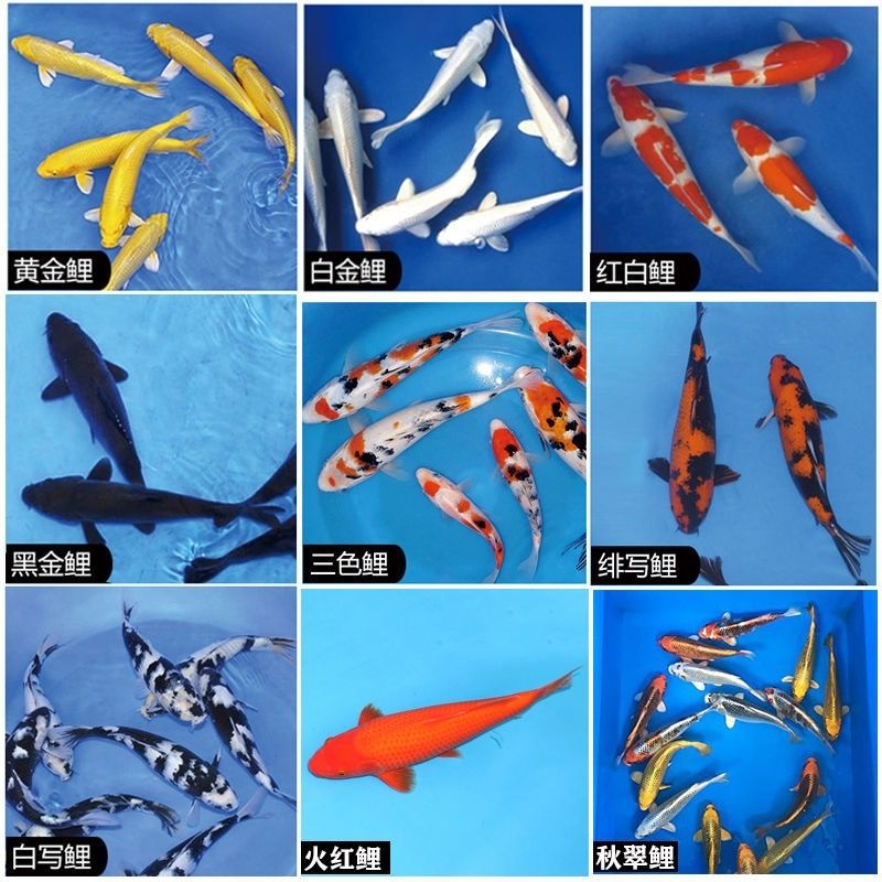 超萌好物纯活鱼耐活红白三色孔雀黄白黑蝴蝶银松叶直销直播间选鱼