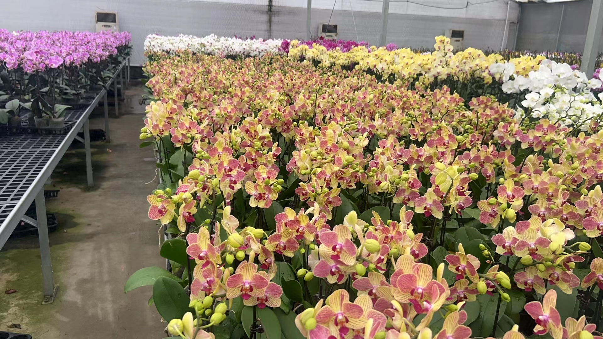 蝴蝶兰（随机一颗）