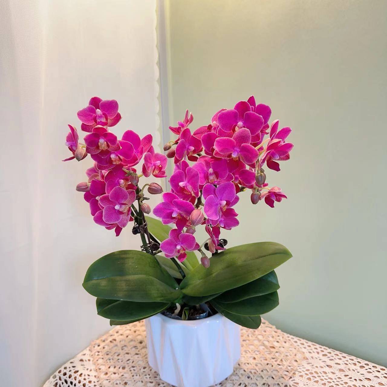 家成【小红龙】蝴蝶兰组盆花卉盆栽四季植物 