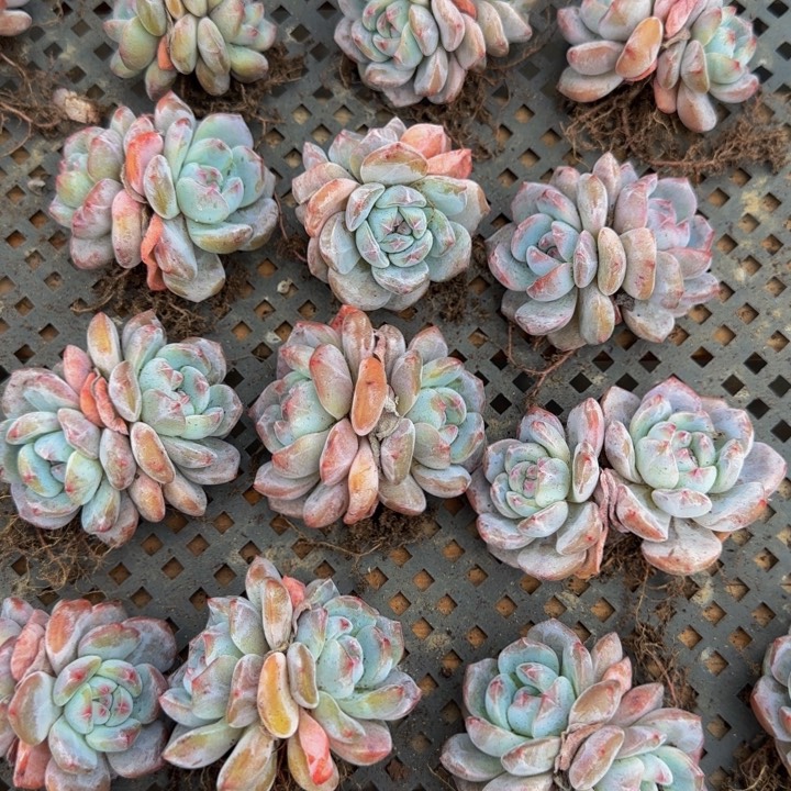 双头石榴籽12颗一组特价！！！