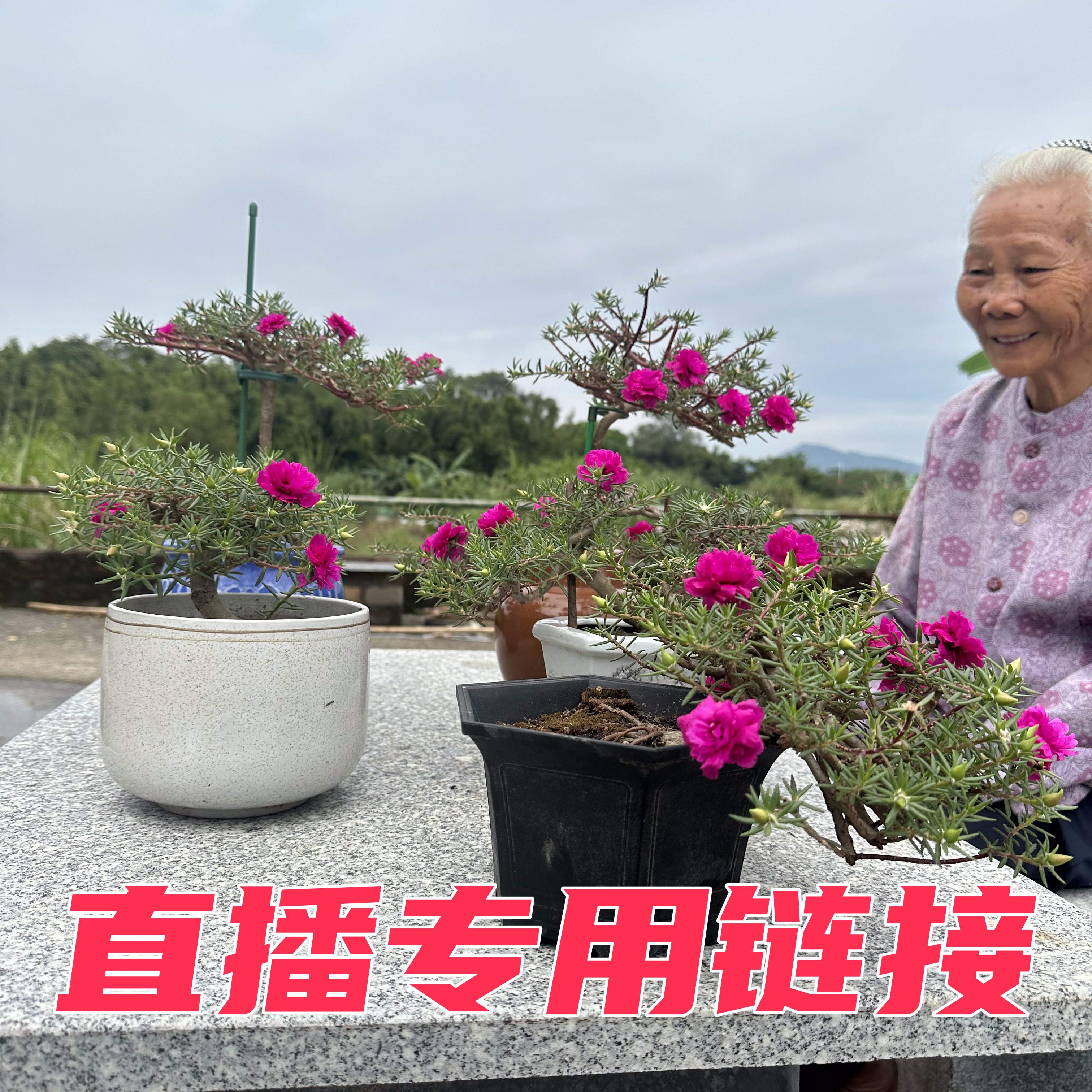 【直播专用链接】玫红王老桩太阳花