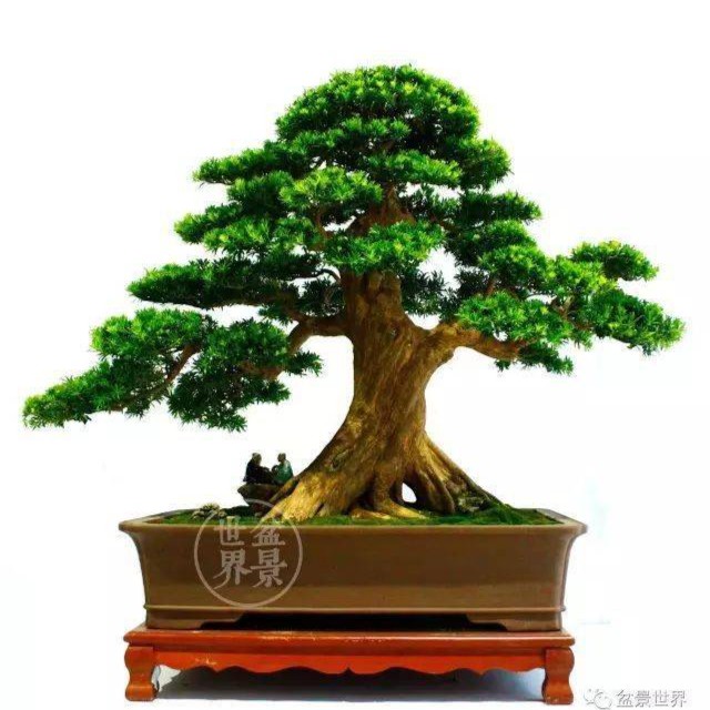 罗汉松盆景，清风吹过满枝繁。绿叶静心葱茏翠染山白云拂过清晨霞