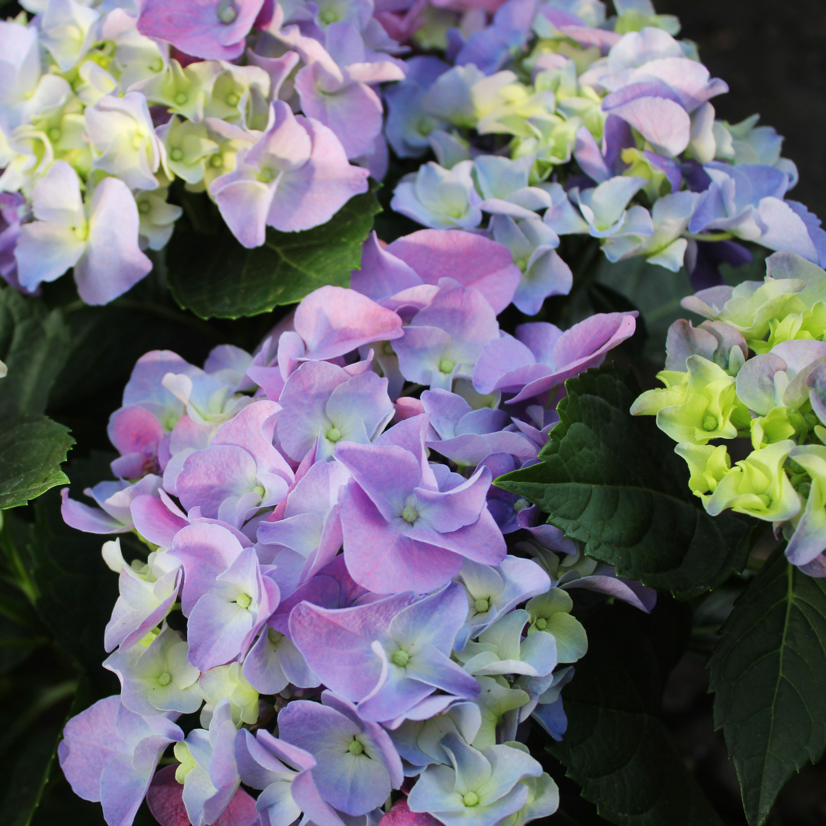 花园盆栽绣球花沉香大花苞粉色彩色云南昆明原盆原土带花基地发货