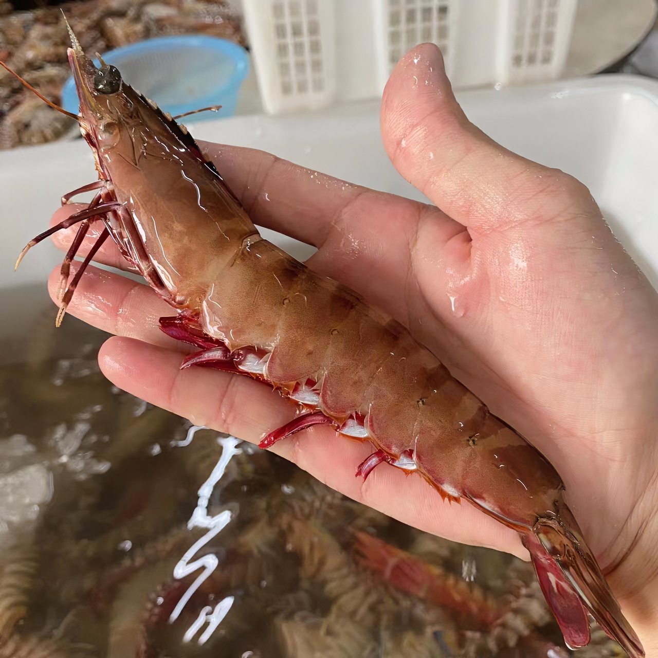 【13头左右/斤】野生海捕红爪虾中丰虾新鲜海虾