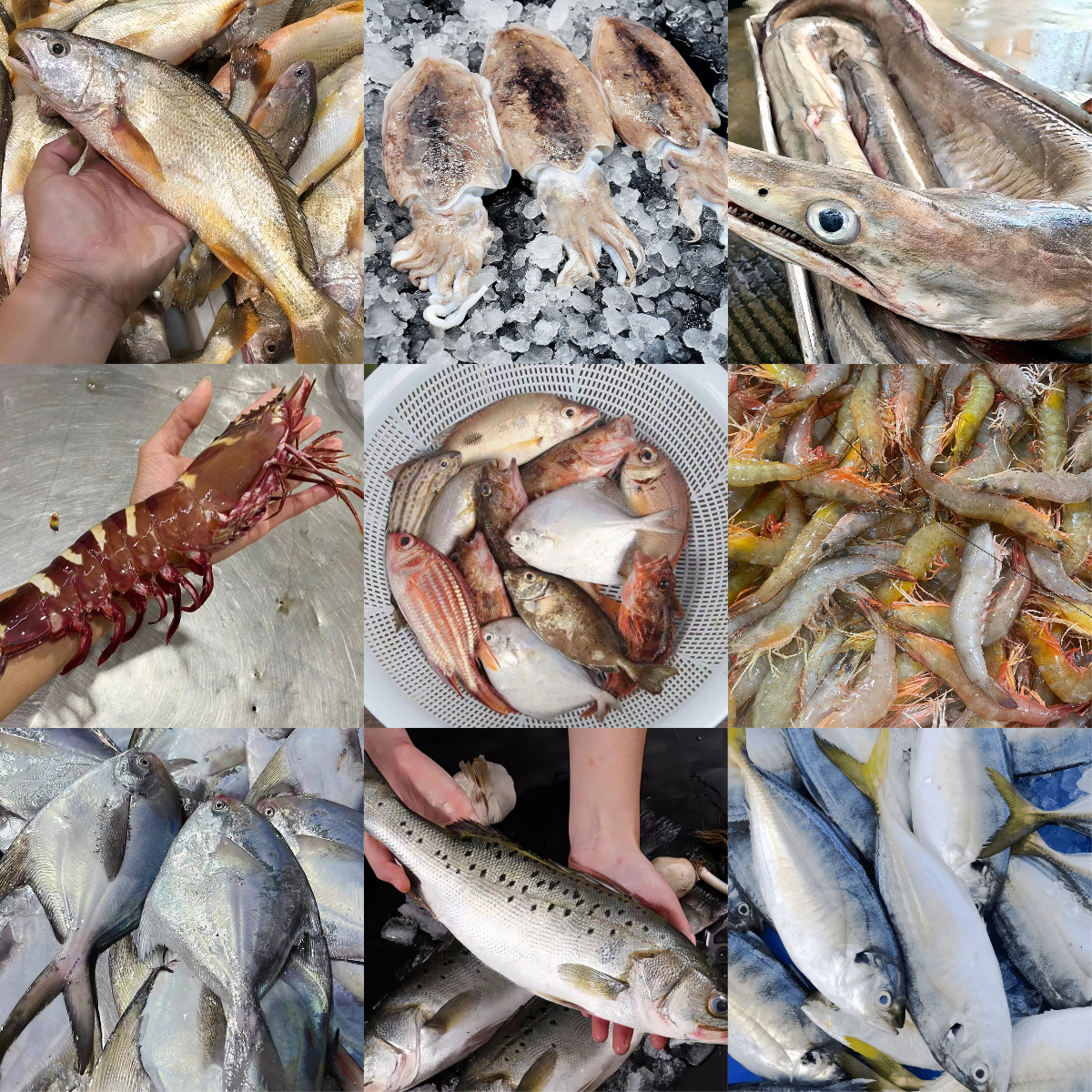 直播间现改现称海鱼海虾野生海货链接