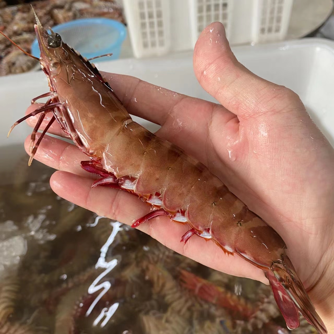 【13头左右/斤】活冻红爪虾中丰虾 新鲜野生海虾