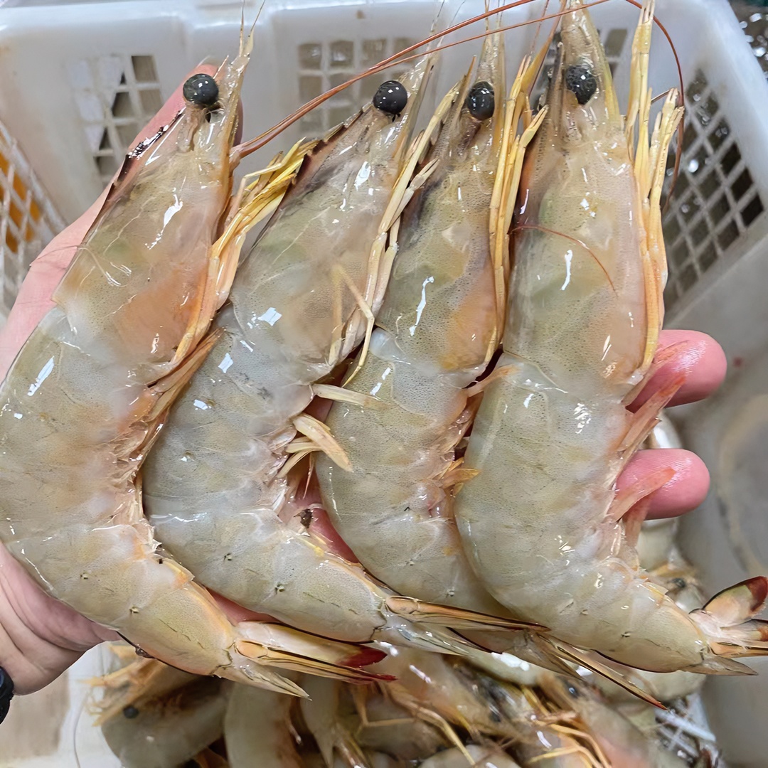 【5-6头/斤】冰鲜野生青背虾白刺虾海明虾 速冻锁鲜发货