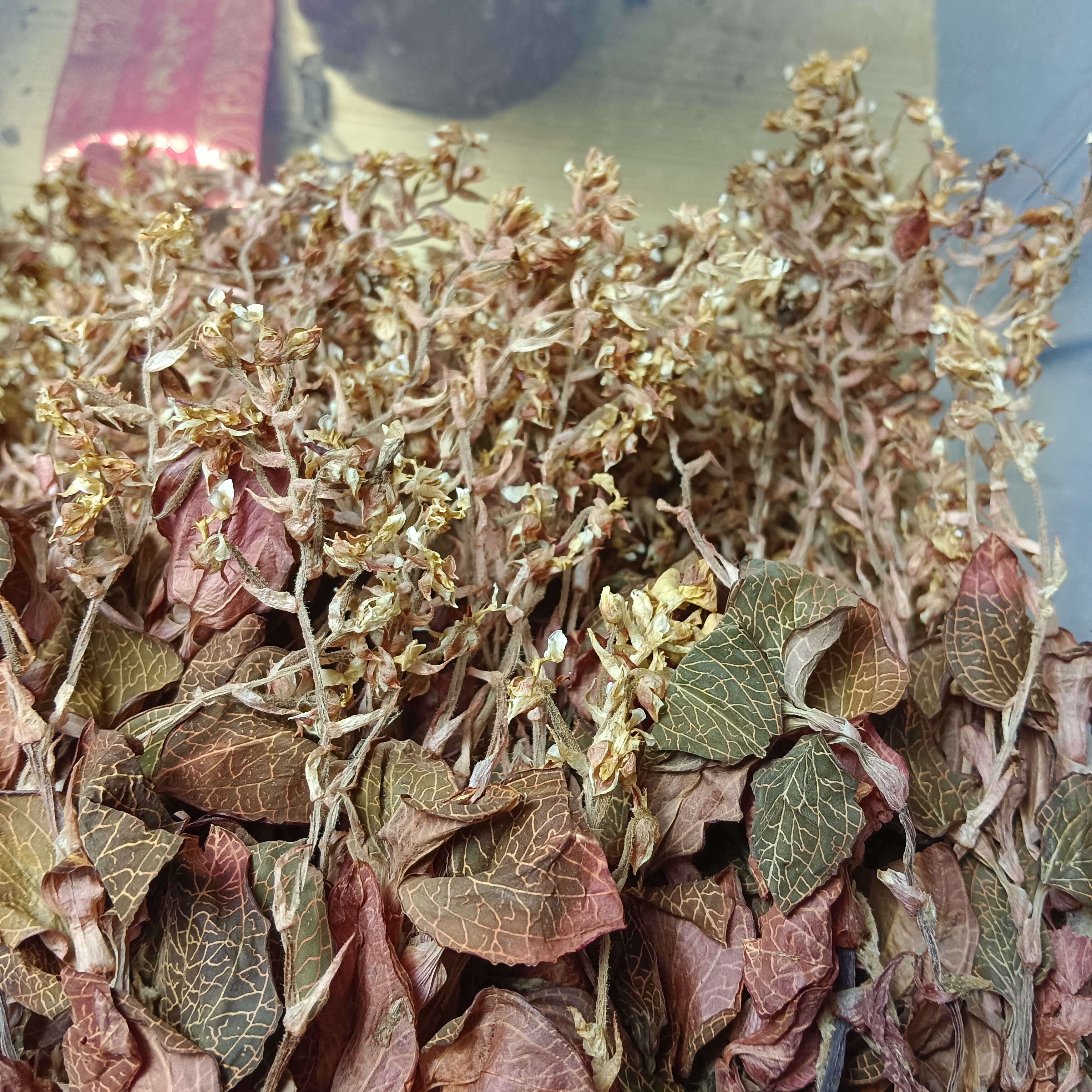 林下种植开花金线连干品 农产品