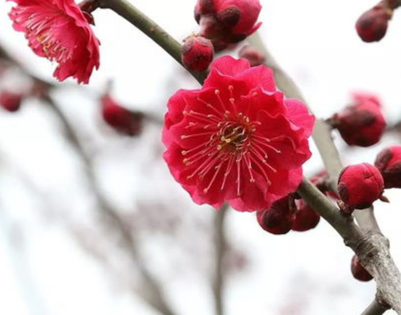 红梅开花红色 易养易活花香浓郁阳台庭院耐寒观花植物