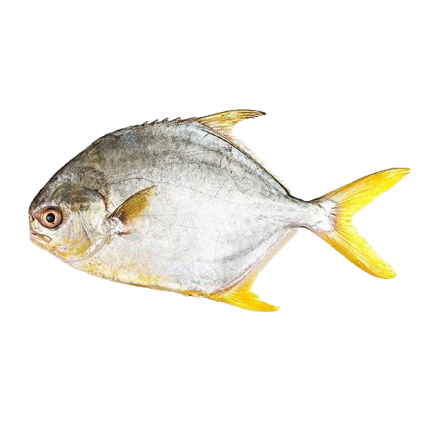 冰鲜金鲳鱼约600g（默认杀，不杀备注）