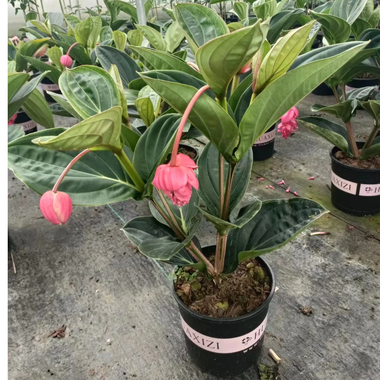 宝莲灯花小苗大棵价格福利春季秋季客厅植物