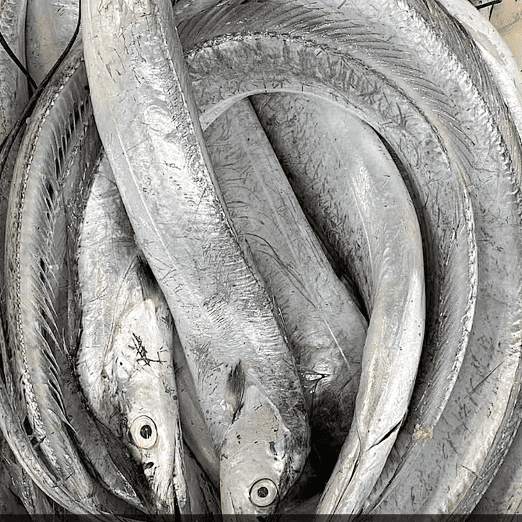 1野生海钓带鱼1.1-1.4斤条 黄海小眼油带鱼非舟山钓带鲜活海钓