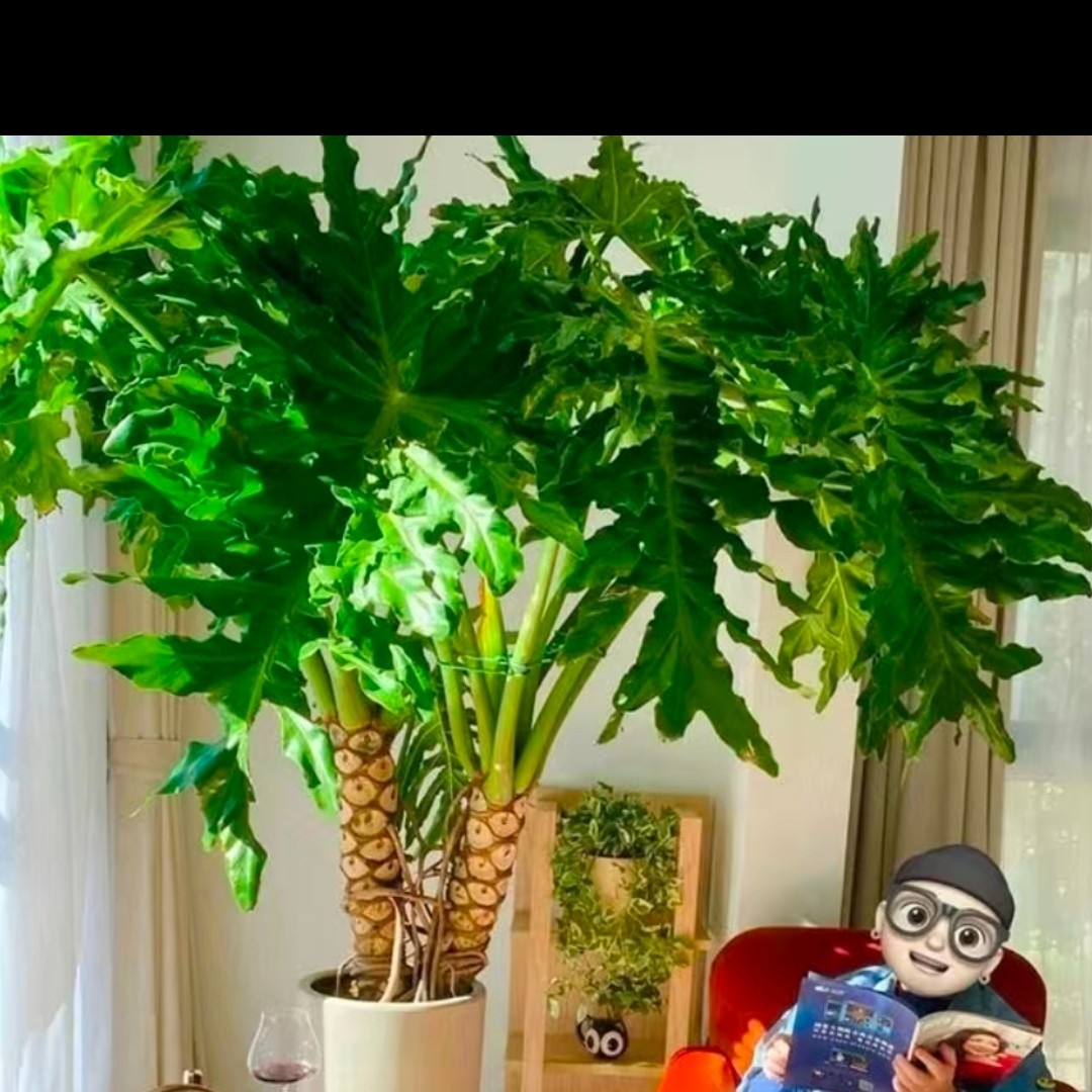 大叶龙鳞春雨，图片仅供参考。裸根发货，叶片微损伤不赔。冻死不赔