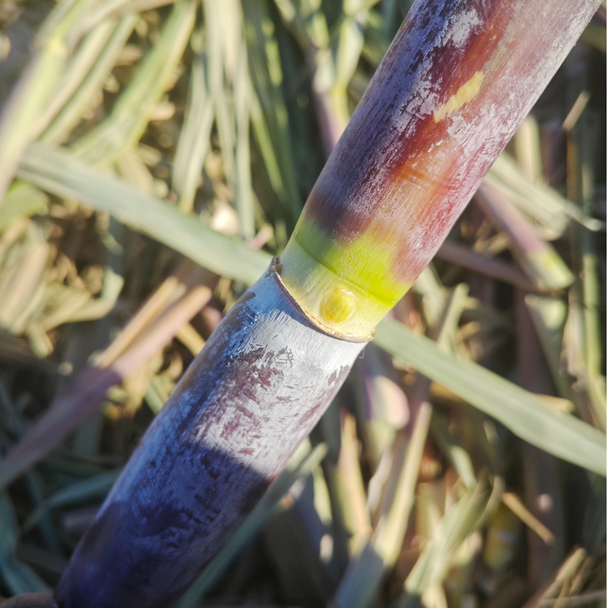 紫皮甘蔗节长清脆多汁盆栽地栽苗