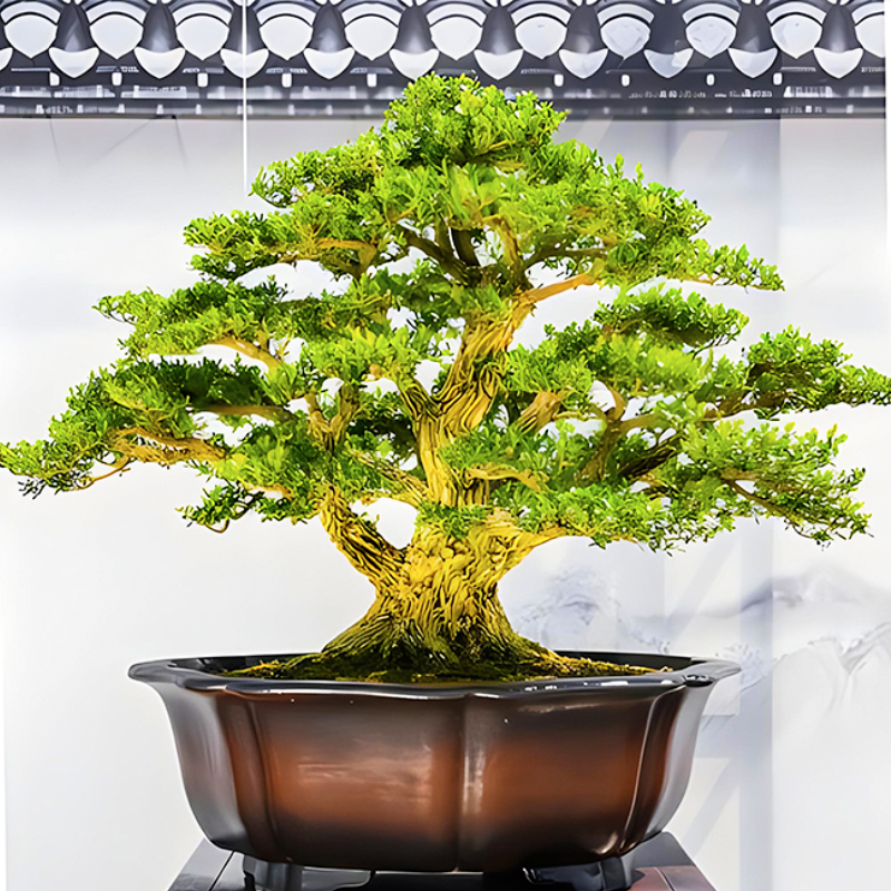 黄杨盆景老桩矮霸连体丛林造型禅意客厅办公桌四季绿植盆栽植物