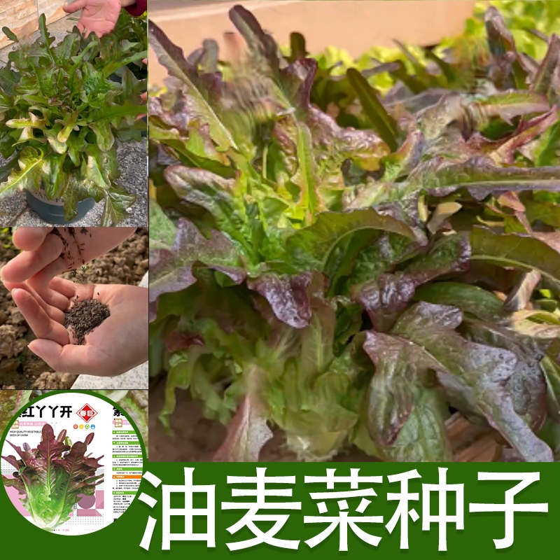 紫红油麦菜种子不生虫菜籽四季阳台盆栽防虫蔬菜耐热四季菜园种子