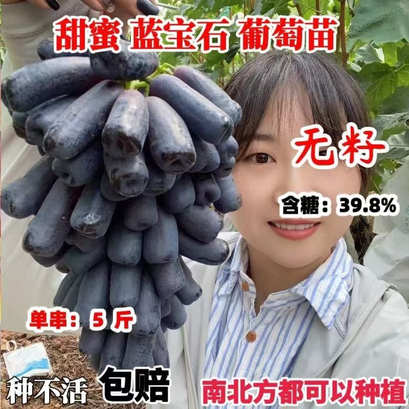 嫁接蓝宝石葡萄树苗大果无籽耐寒南北方盆栽地栽当年结果