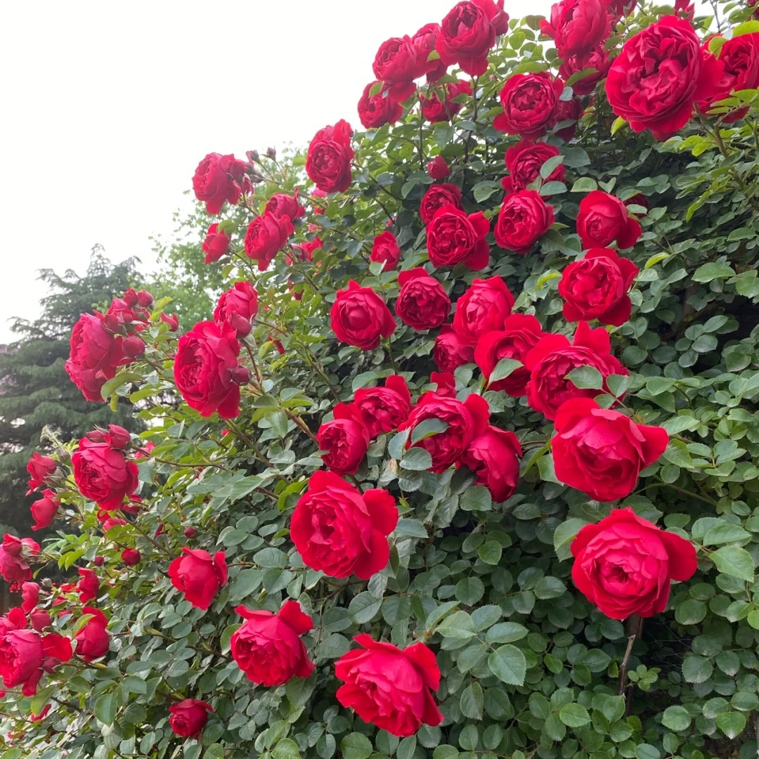 新人福利【40-70cm高】爬藤本月季蔷薇多季大花浓香月季花苗耐寒