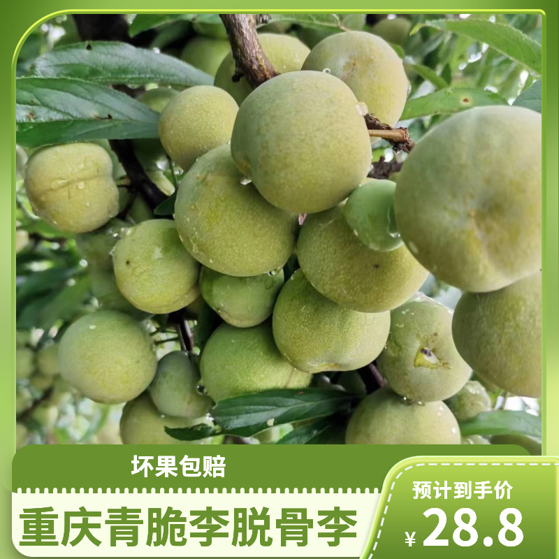 【普通快递】重庆万州分水青脆李脱骨李新鲜采摘果园直发坏果包赔