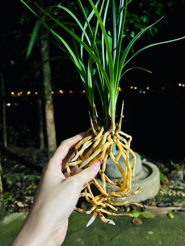 春兰老种天彭牡丹春兰奇花之首浓香型5苗到6苗