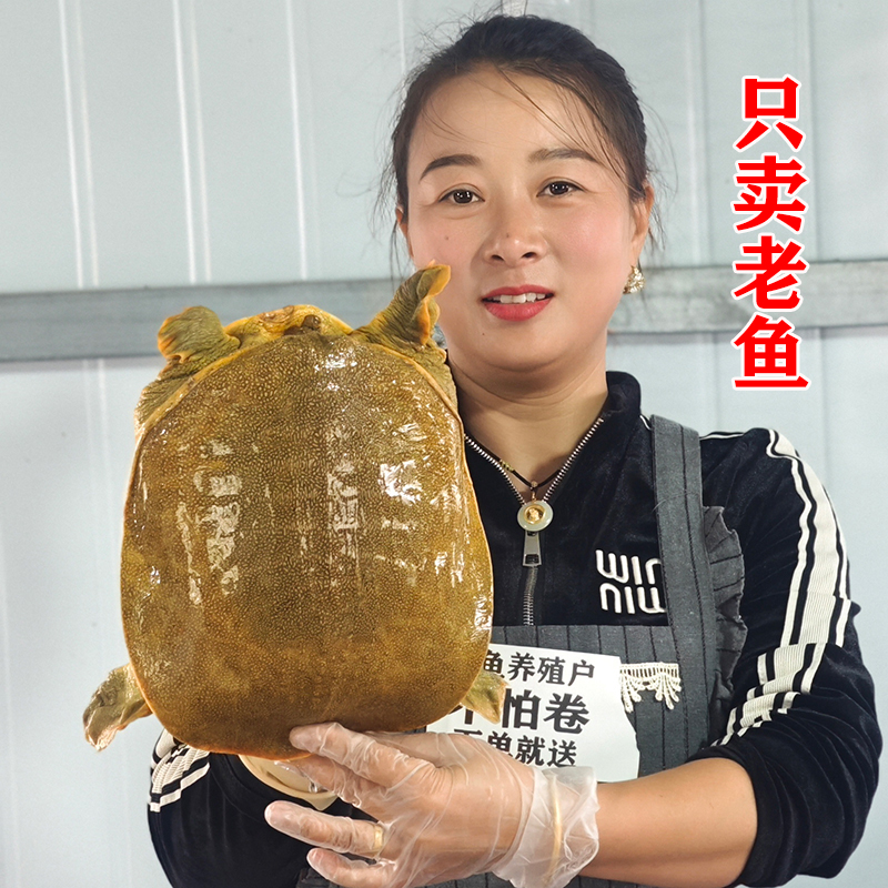 生态甲鱼鲜活直播老鳖外塘水鱼活体团鱼青黄背白油甲鱼批发老甲鱼