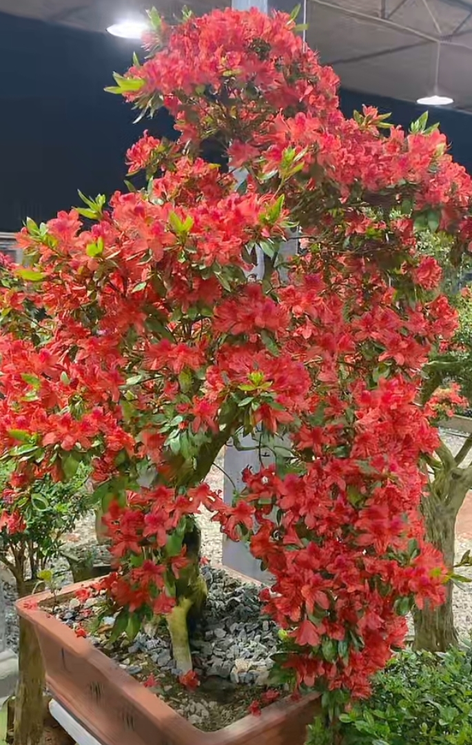 映山红，杜鹃，乌饭，赤楠，春花，栀子花，桂花