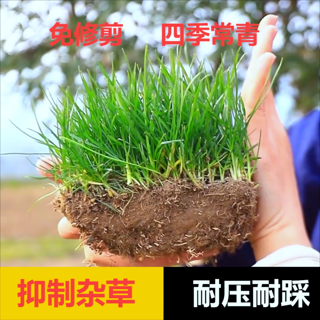 【20斤】免修剪草坪草籽高档地毯草四季常青别墅耐寒耐热耐旱庭院