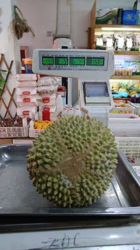 马来猫山王D197一个（液氮）