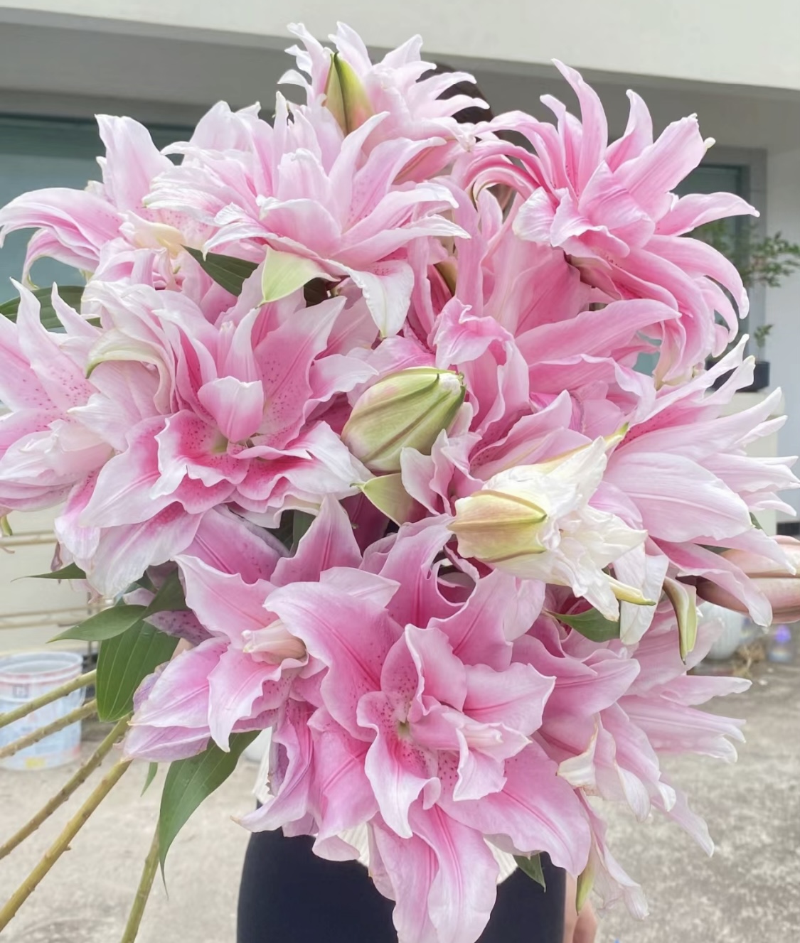 伊莎贝拉 重瓣香水百合多头 任意两单包邮