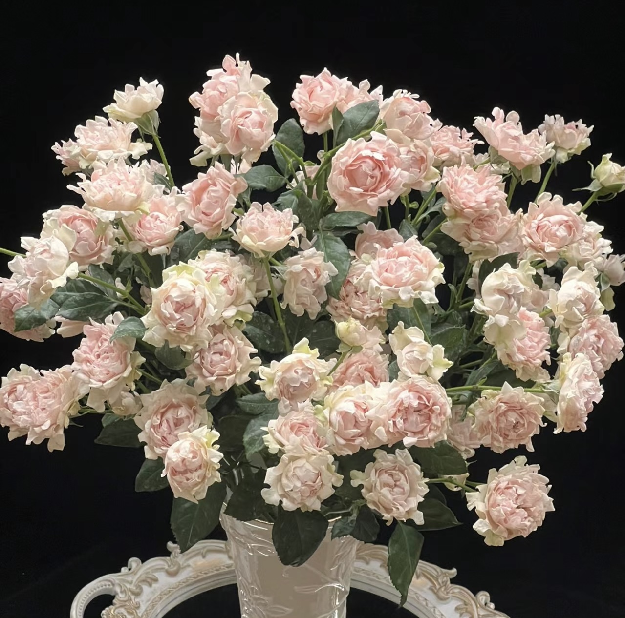 海葵苏芬 多头玫瑰 锯齿状花型花期久 任意两单包邮