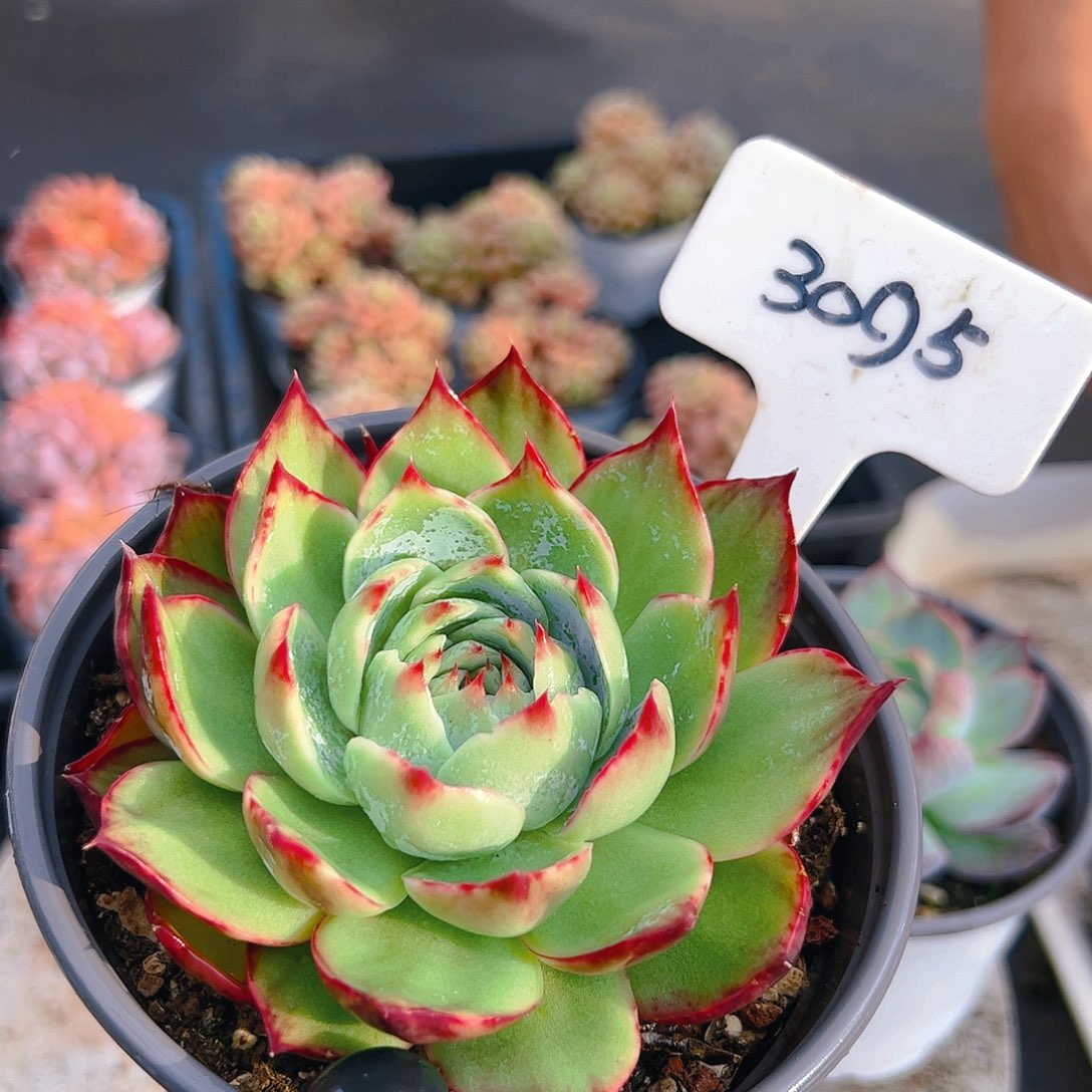 惊鸿仙子一物一拍3095号