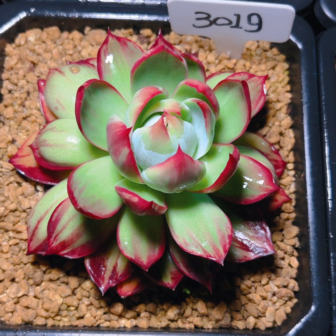 惊鸿仙子一物一拍3019号