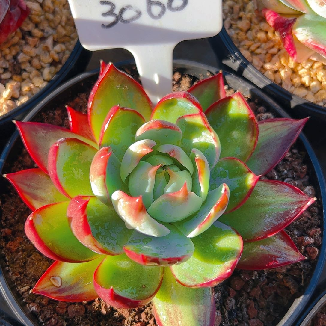 惊鸿仙子一物一拍3060号