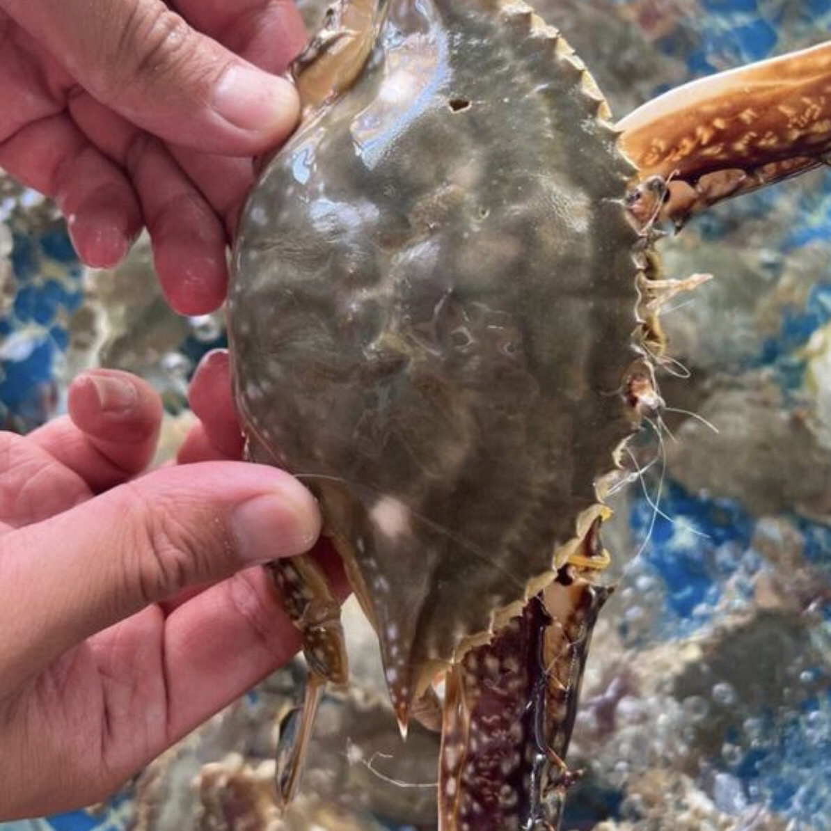 【保鲜不保活】特价梭子蟹4斤2.5两左右一只（活蟹装货个别掉爪到货保鲜不保活）梭子蟹同城