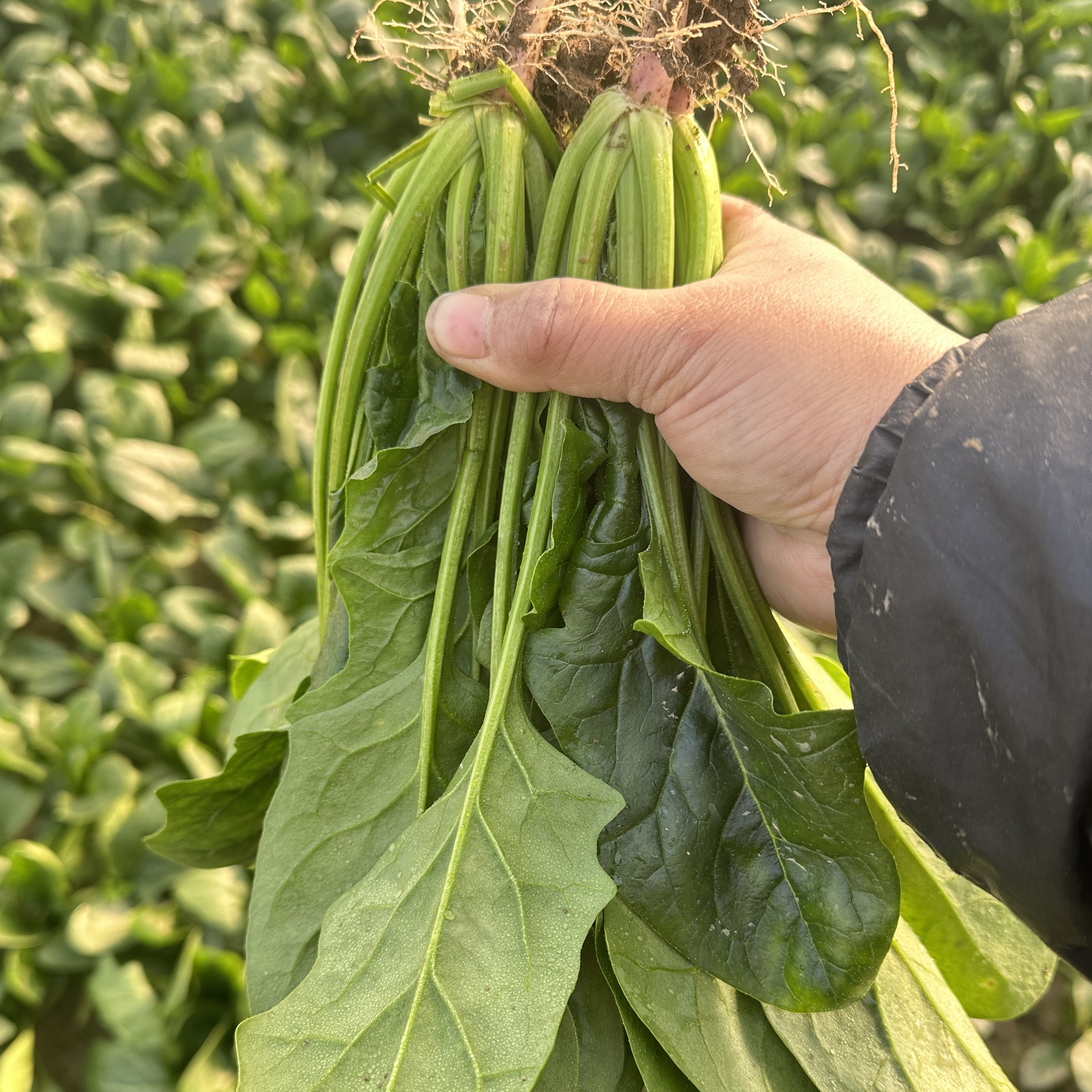 河北农家自种青菜新鲜菠菜现采现发红根美味可口无筋农家自种蔬菜