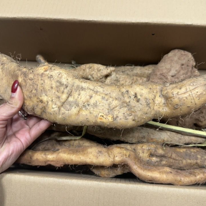 精品野生山药精选【一斤】