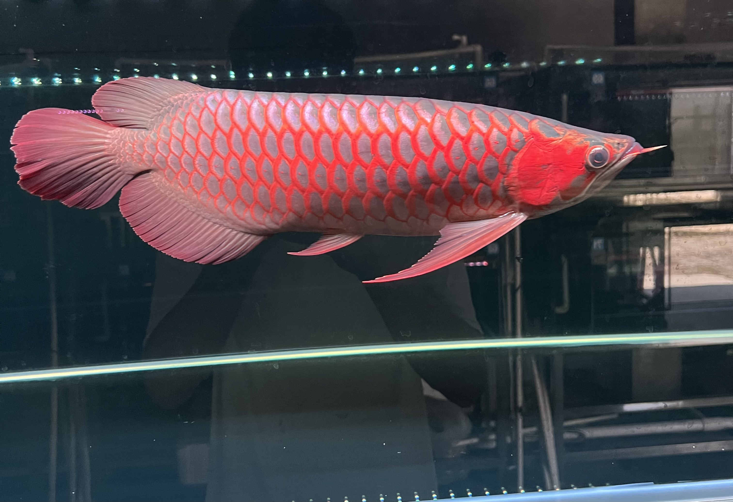 印尼红龙鱼观赏鱼