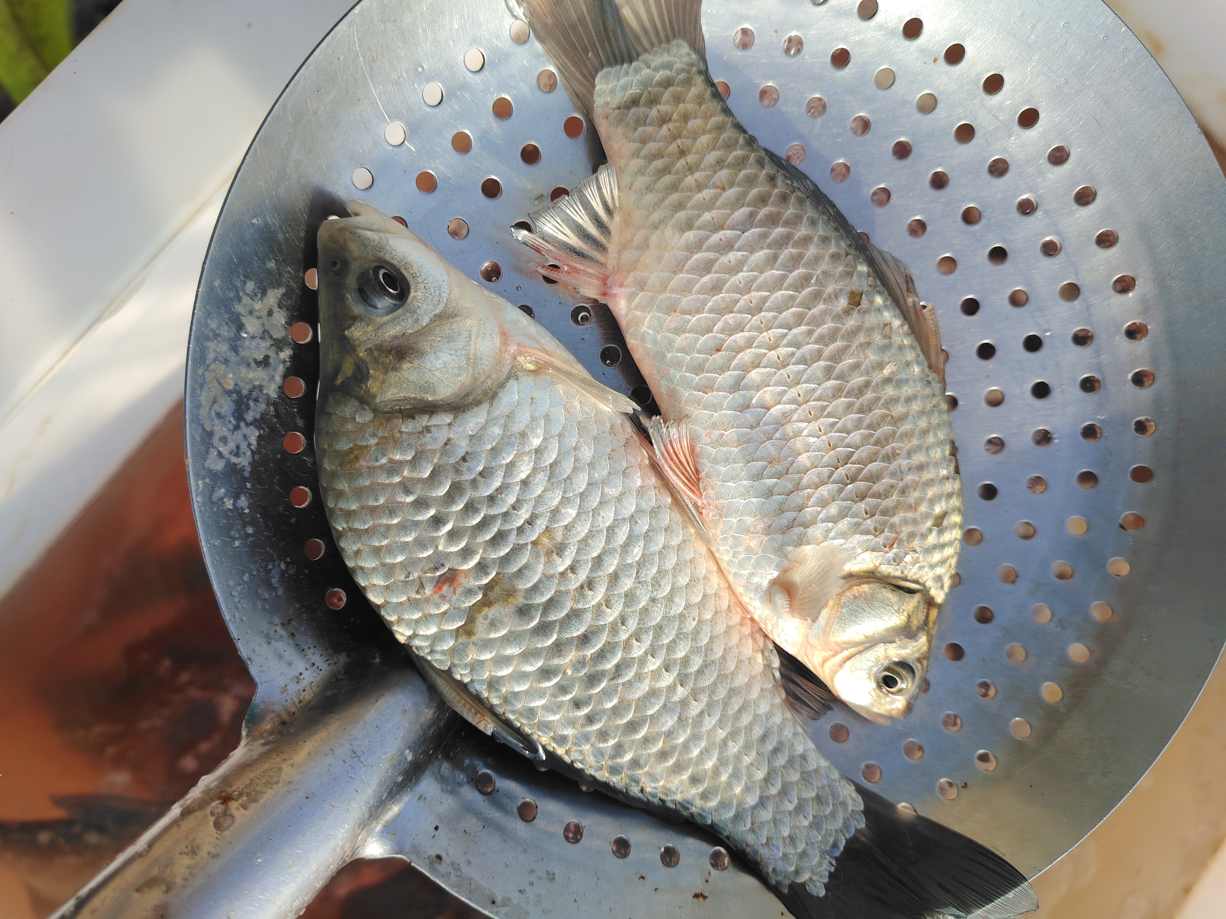 冷水野生鲫鱼5斤