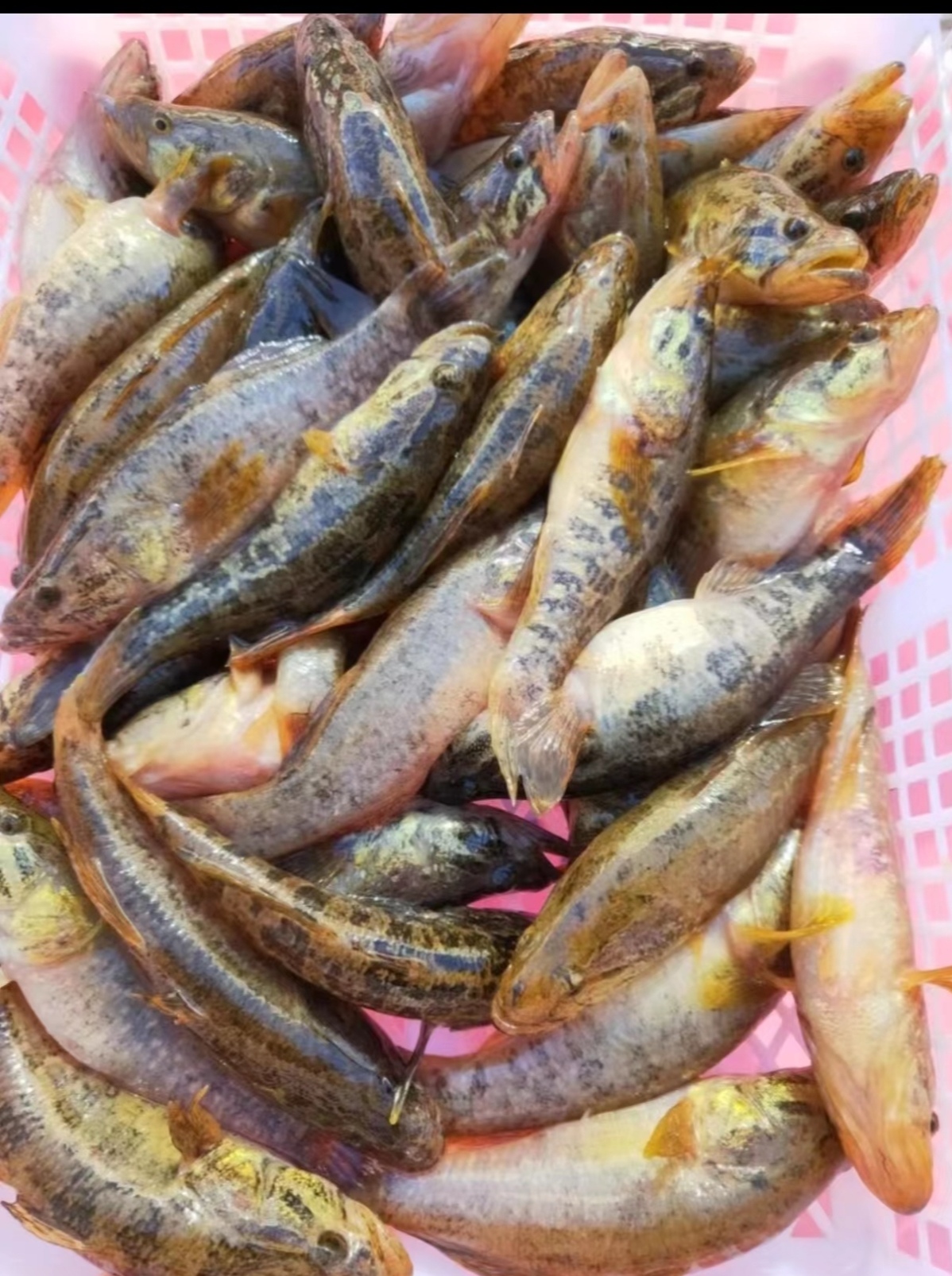 冷水野生小老头鱼 6 斤（嫌小勿拍）（五六十个①斤）