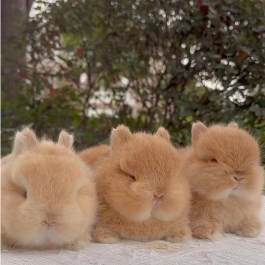 美系双血统侏儒兔垂耳兔小型长不大宠物兔活物